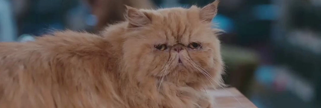 Christmas at the Catnip Café (2025)