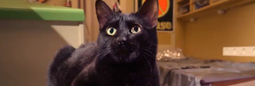 Cosmic Cat – “Scaredy Cat”