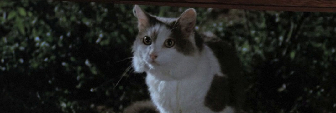 4 mosche di velluto grigio (1971)