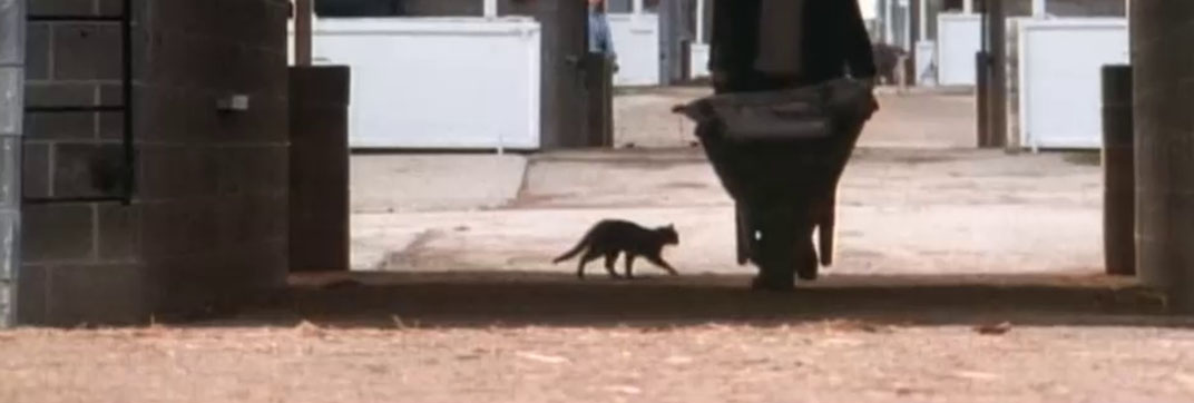 A Horse for Danny (1995)