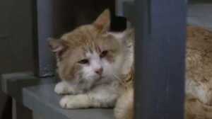 Mission: Impossible – “Blind”