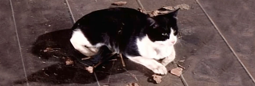 My Favorite Martian – “Stop the Presses, I Want to Get Off”