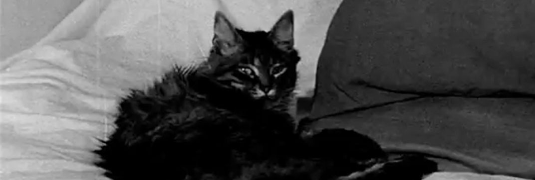 Nuit noire, Calcutta (1964)