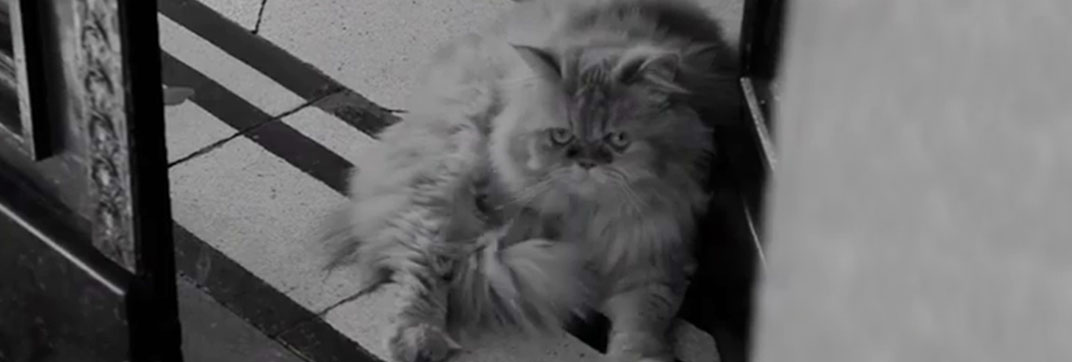 El gato cósmico al final (2014)