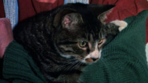 Memories Within Miss Aggie (1974)