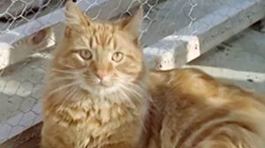 Cat Among the Pigeons (1962)