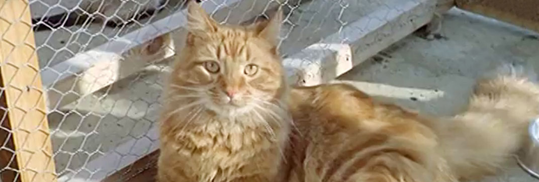 Cat Among the Pigeons (1962)