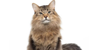 Caught Stealing Scenes – Tonic the Cat Actor