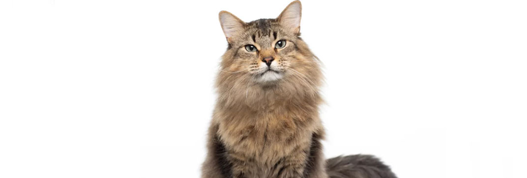 Caught Stealing Scenes – Tonic the Cat Actor