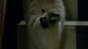 Doctor Who – “The Lodger”