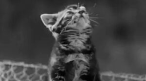 The Dog and the Diamonds (1953)