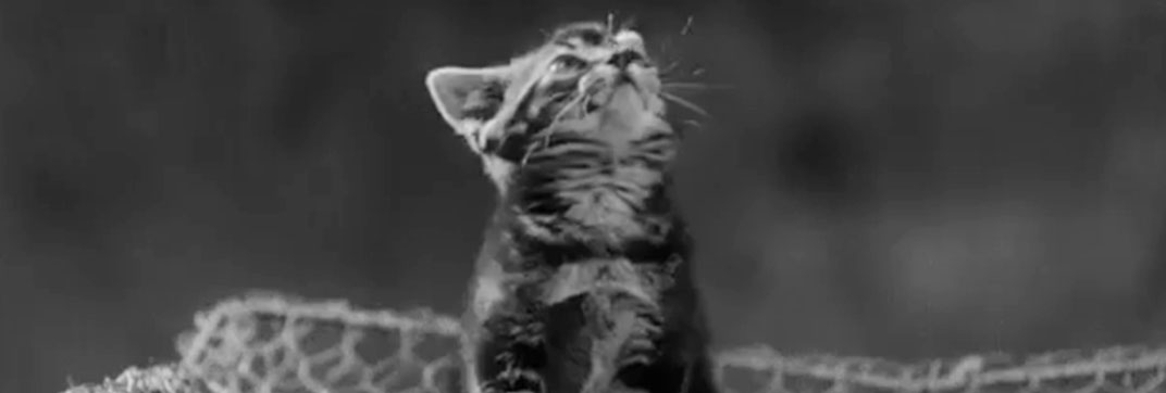 The Dog and the Diamonds (1953)