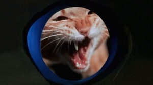 Land of the Giants – “Double Cross”