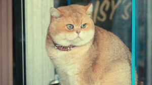 The Toxic Avenger (2023)