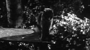 Burke’s Law – “Who Killed My Girl?”