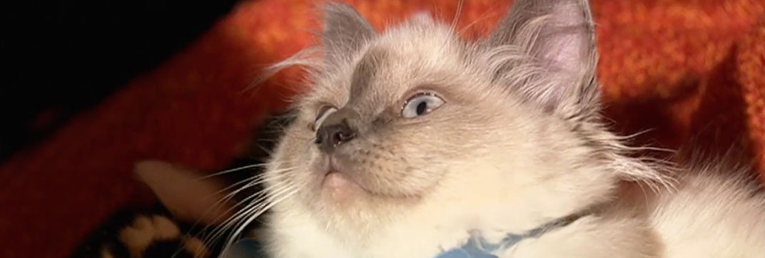 Doctor Who – “Gridlock”