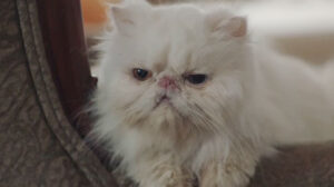 F.B.I. Most Wanted – “Toxic”