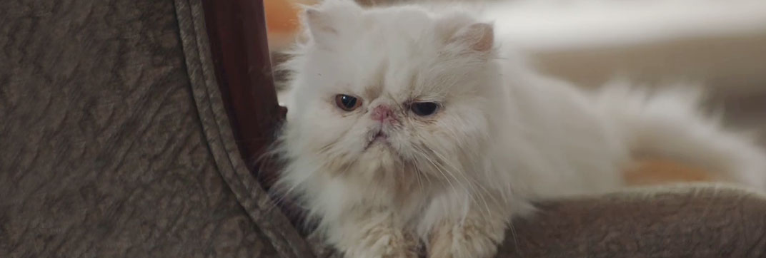 F.B.I. Most Wanted – “Toxic”