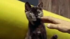 Look at Life: “Rendered Safe” (1962)