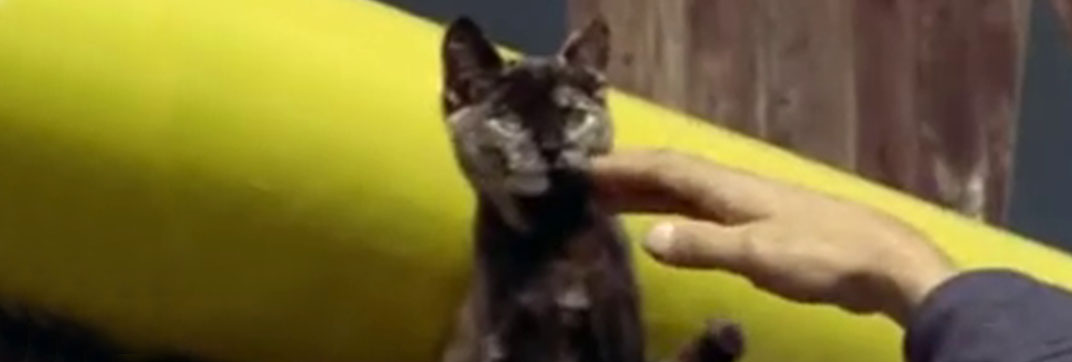 Look at Life: “Rendered Safe” (1962)