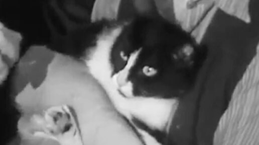 Les Mains d’Orlac (1960)