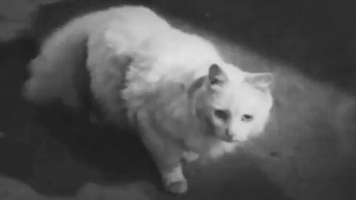 Murder at 3 a.m. (1953)