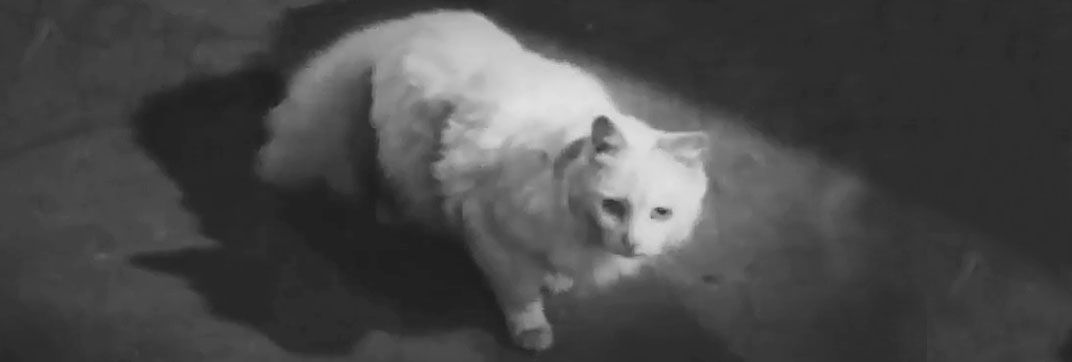 Murder at 3 a.m. (1953)