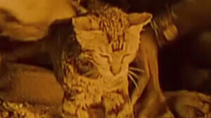 Siren of the Tropics (1927)