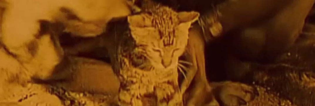 Siren of the Tropics (1927)