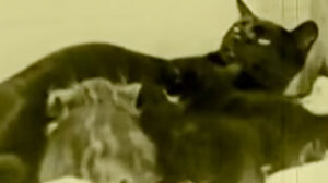 Bobby Bumps Fresh Fish (1922)