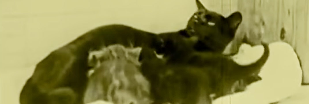 Bobby Bumps Fresh Fish (1922)