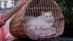 The Chain (1984)