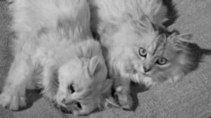 For Heaven’s Sake (1950)