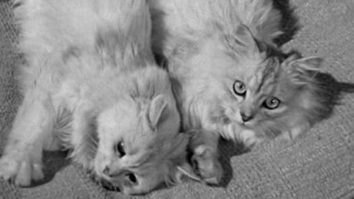 For Heaven’s Sake (1950)