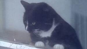 Look at Life: “What a Pet!” (1961)