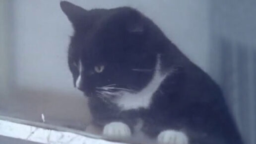 Look at Life: “What a Pet!” (1961)