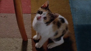 The Pyjama Girl Case (1978)