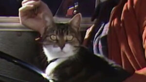 Rafferty’s Rules – “Unaired Pilot” (1984)