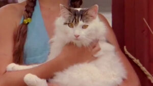 The Sandlot 2 (2005)