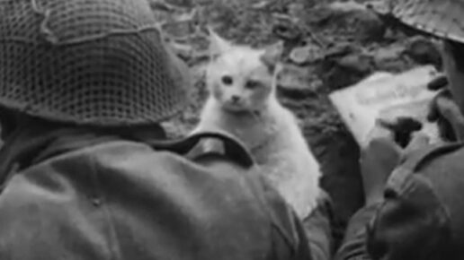 Snapshots from Normandy (1944)