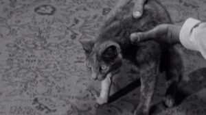 Step Down to Terror (1958)