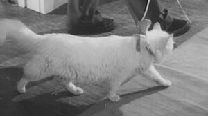 Tiger by the Tail (1954)