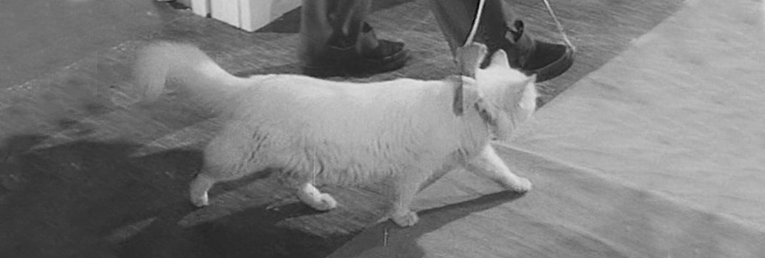 Tiger by the Tail (1954)
