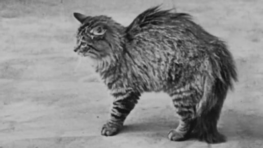 The Lucky Dog (1921)