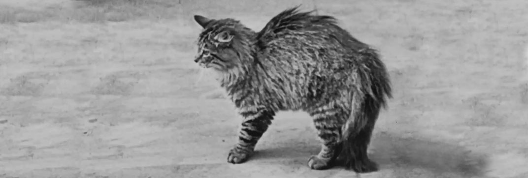 The Lucky Dog (1921)
