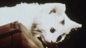 Little Kitten (date unknown)