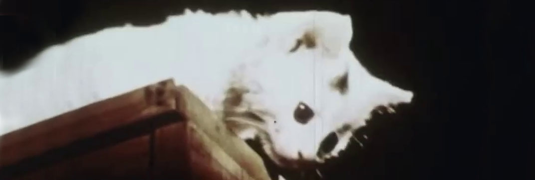 Little Kitten (date unknown)