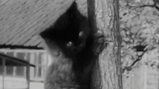 Miniature Gardens (1952)