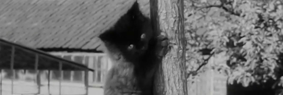 Miniature Gardens (1952)
