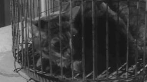 Il mio amico, Jekyll (1960)